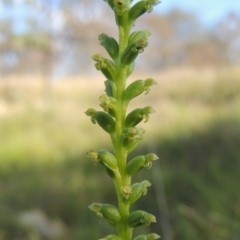 Microtis sp. (Onion Orchid) at Namadgi National Park - 19 Nov 2015 by michaelb