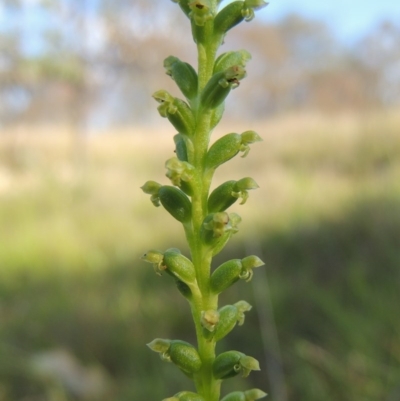 Microtis sp. (Onion Orchid) at Tennent, ACT - 19 Nov 2015 by michaelb