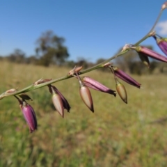 Arthropodium fimbriatum (Nodding Chocolate Lily) at Conder, ACT - 23 Nov 2015 by MichaelBedingfield