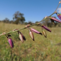 Arthropodium fimbriatum (Nodding Chocolate Lily) at Conder, ACT - 23 Nov 2015 by michaelb