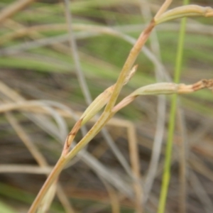 Diuris sp. at Undefined Area - suppressed