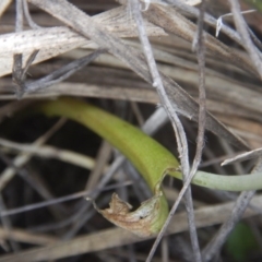 Diuris sp. at Point 5834 - 28 Nov 2015