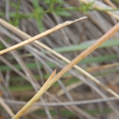 Diuris sp. at Undefined Area - suppressed