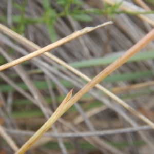 Diuris sp. at Undefined Area - suppressed