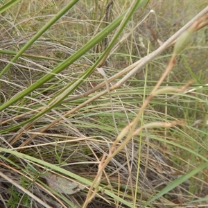 Diuris sp. at Point 5834 - suppressed