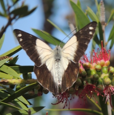 Belenois java (Caper White) at Conder, ACT - 18 Nov 2015 by MichaelBedingfield