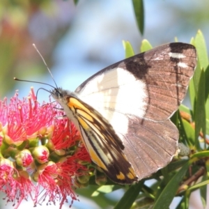 Belenois java at Conder, ACT - 18 Nov 2015 12:00 AM