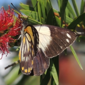 Belenois java at Conder, ACT - 18 Nov 2015 12:00 AM