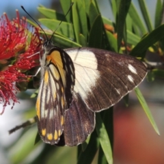 Belenois java at Conder, ACT - 18 Nov 2015