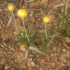 Coronidium oxylepis subsp. lanatum at O'Connor, ACT - 28 Nov 2015