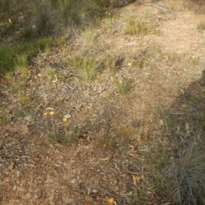 Coronidium oxylepis subsp. lanatum at O'Connor, ACT - 28 Nov 2015