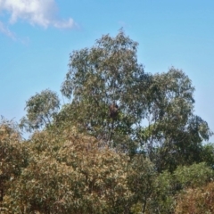 Phascolarctos cinereus (Koala) at  - 6 Nov 2015 by Seeingthings