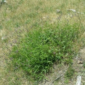 Cullen microcephalum at Jerrabomberra, ACT - 1 Dec 2015