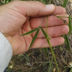 Cullen microcephalum at Jerrabomberra, ACT - 1 Dec 2015 12:00 AM