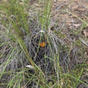 Heteronympha merope at O'Connor, ACT - 22 Nov 2015