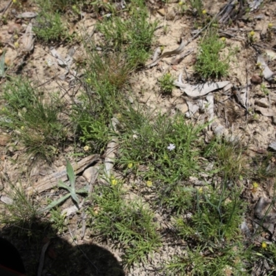 Vittadinia muelleri (Narrow-leafed New Holland Daisy) at Black Mountain - 22 Nov 2015 by ibaird