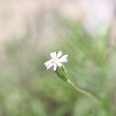 Vittadinia muelleri at O'Connor, ACT - 22 Nov 2015