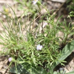 Vittadinia muelleri at O'Connor, ACT - 22 Nov 2015