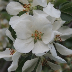 Malus pumila at Tharwa, ACT - 10 Oct 2015