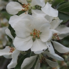 Malus pumila (Apple) at Point Hut to Tharwa - 10 Oct 2015 by michaelb