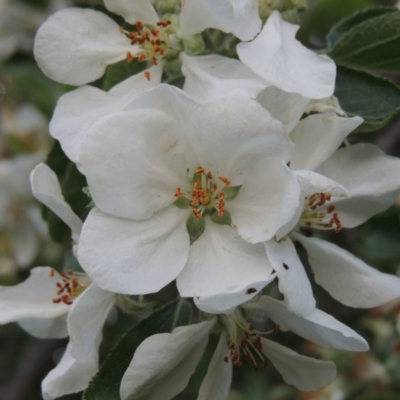 Malus pumila (Apple) at Tharwa, ACT - 10 Oct 2015 by michaelb