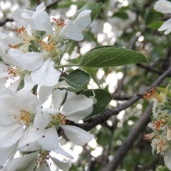 Malus pumila at Tharwa, ACT - 10 Oct 2015 06:57 PM