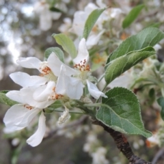 Malus pumila at Tharwa, ACT - 10 Oct 2015 06:57 PM