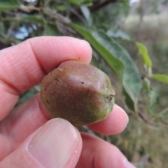 Malus pumila (Apple) at Tharwa, ACT - 15 Nov 2015 by michaelb