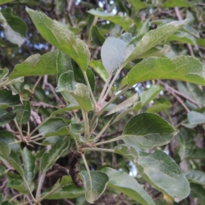 Malus pumila at Tharwa, ACT - 15 Nov 2015