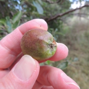 Malus pumila at Tharwa, ACT - 15 Nov 2015