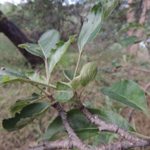 Malus pumila at Tharwa, ACT - 15 Nov 2015