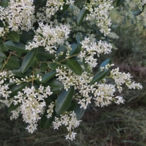 Ligustrum sinense at Tharwa, ACT - 15 Nov 2015