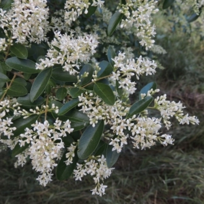 Ligustrum sinense (Narrow-leaf Privet, Chinese Privet) at Point Hut to Tharwa - 15 Nov 2015 by michaelb