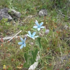 Oxypetalum coeruleum (Tweedia or Southern Star) at Jerrabomberra, ACT - 28 Nov 2015 by Mike