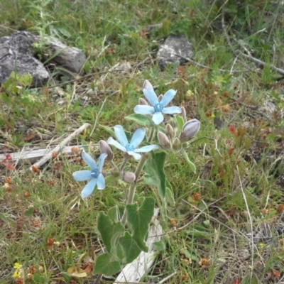 Oxypetalum coeruleum (Tweedia or Southern Star) at Jerrabomberra, ACT - 28 Nov 2015 by Mike