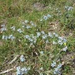 Oxypetalum coeruleum (Tweedia or Southern Star) at Isaacs Ridge and Nearby - 27 Nov 2015 by Mike