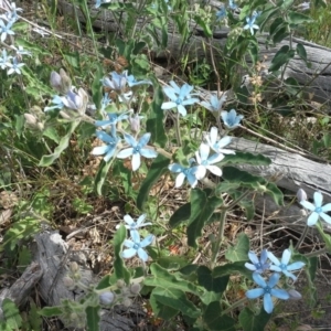 Oxypetalum coeruleum at Isaacs Ridge - 28 Nov 2015