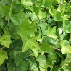 Hedera sp. (helix or hibernica) (Ivy) at Jerrabomberra, ACT - 27 Nov 2015 by Mike