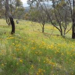 Hypericum perforatum (St John's Wort) at Jerrabomberra, ACT - 27 Nov 2015 by Mike