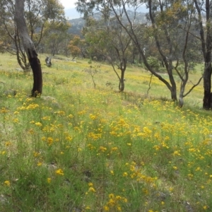 Hypericum perforatum at Isaacs Ridge - 28 Nov 2015