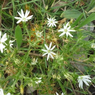 Stellaria pungens (Prickly Starwort) at Isaacs Ridge - 28 Nov 2015 by Mike