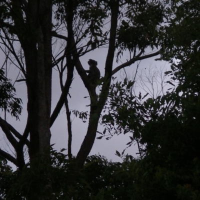 Phascolarctos cinereus (Koala) at Byrrill Creek, NSW - 5 Nov 2015 by joannagardner