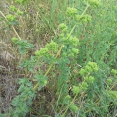 Origanum vulgare (Oregano) at Isaacs Ridge - 29 Nov 2015 by Mike