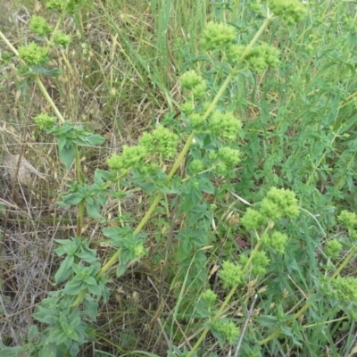 Origanum vulgare (Oregano) at Isaacs Ridge - 29 Nov 2015 by Mike