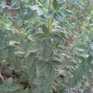 Origanum vulgare at Isaacs Ridge - 29 Nov 2015 04:18 PM