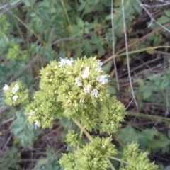 Origanum vulgare at Isaacs Ridge - 29 Nov 2015 04:18 PM