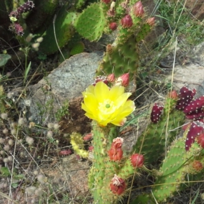Opuntia puberula (Puberula Cactus) at Isaacs Ridge and Nearby - 27 Nov 2015 by Mike