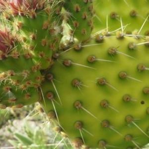 Opuntia puberula at Isaacs, ACT - 28 Nov 2015 09:47 AM