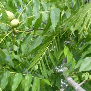 Juglans nigra at Isaacs Ridge - 29 Nov 2015