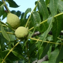 Juglans nigra at Isaacs Ridge - 29 Nov 2015